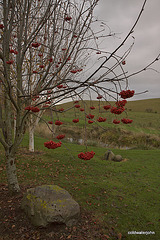 IMG 0917.CR2