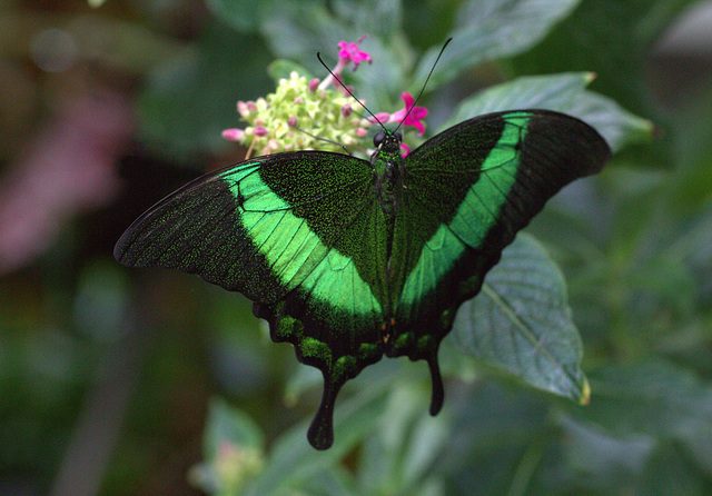 Emerald Swallowtail (Papilio palinurus)