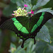 Emerald Swallowtail (Papilio palinurus)