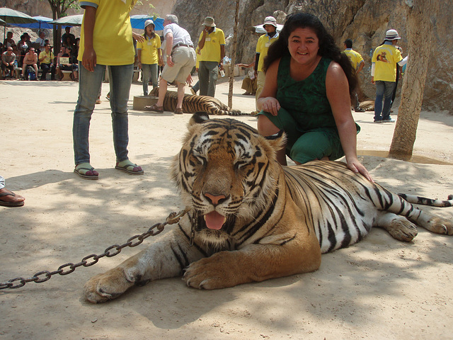 tiger patting