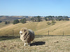 Jacinta the sheep