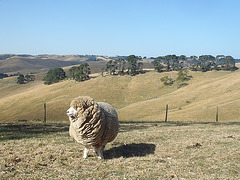 Jacinta the sheep