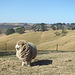 Jacinta the sheep