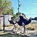 ostriches at the Thompsons