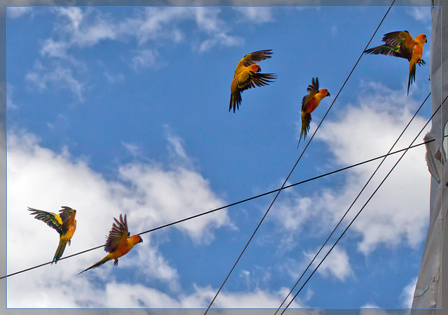 Ruffians in Flight