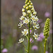 Death Camas: the 61st Flower of Spring & Summer!