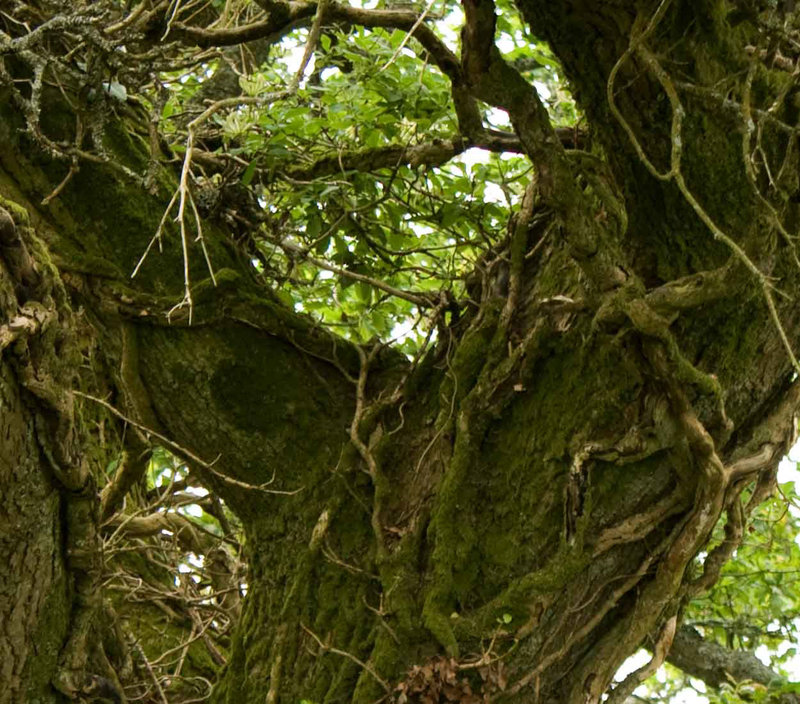 up in the oak tree