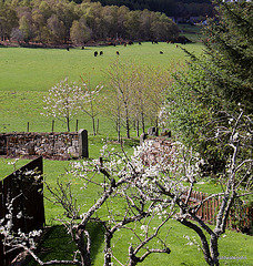 Plum blossom and cherry avenue beyond