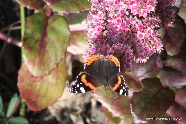 Red Admiral Butterfly