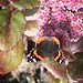 Red Admiral Butterfly