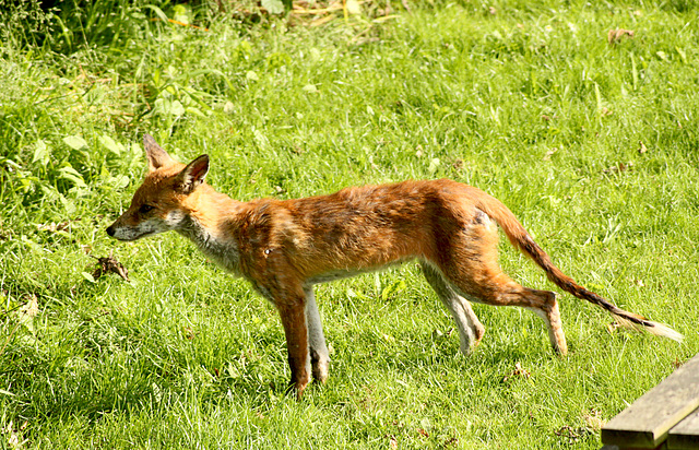 Patio Life: Young Fox