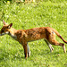 Patio Life: Young Fox