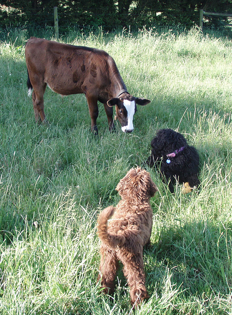 Coco, Fonz & Porterhouse