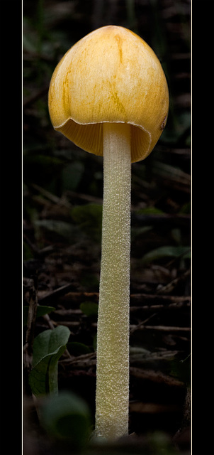 Golden Mushroom with Beatle's Hairstyle!