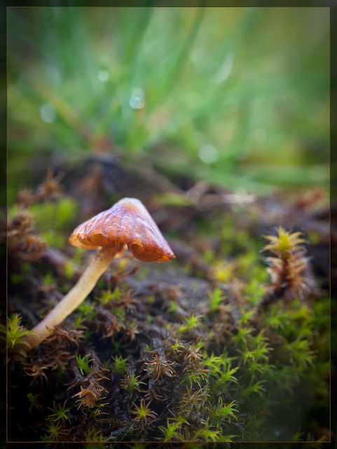 Magical Mushroom