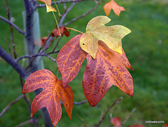 Tulip tree leaves in autumn colour