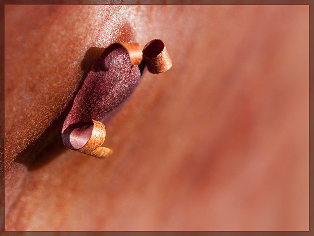 10-Week Picture Projects: Trees, Wk 4--Bark: Curled Manzanita Bark