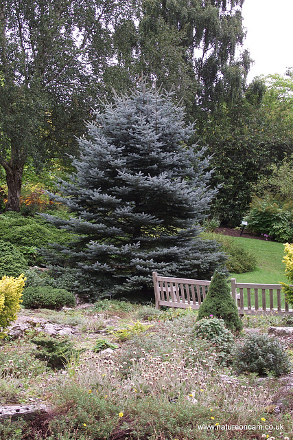 Harlow Carr RHS site