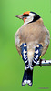 Goldfinch back markings 5077745955 o