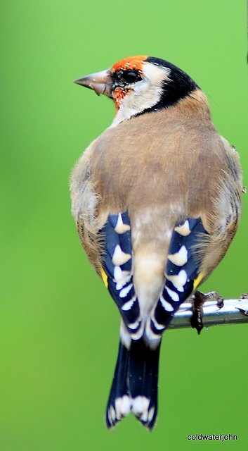 Goldfinch back markings 5077745955 o