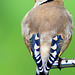 Goldfinch back markings 5077745955 o