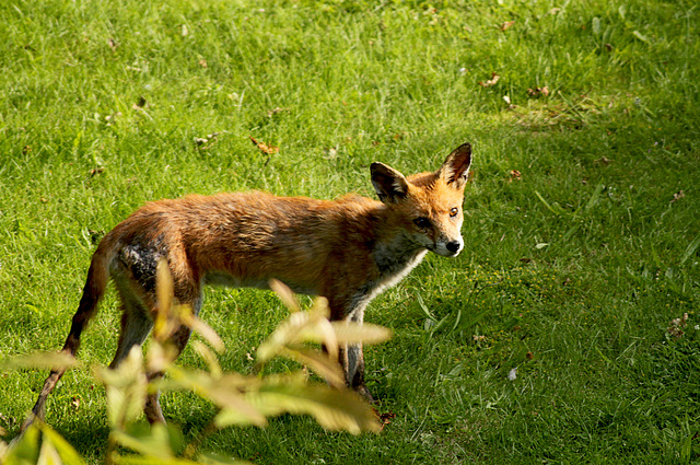 Patio Life: Young Female Fox