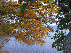 Branches of the "Hanging Tree" on the north shore of Loch Rannoch, Autumn