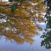 Branches of the "Hanging Tree" on the north shore of Loch Rannoch, Autumn