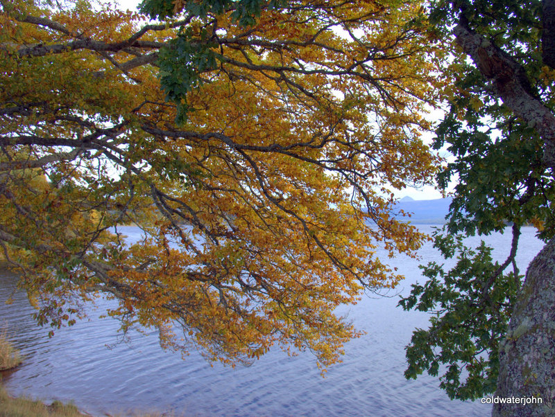 Branches of the "Hanging Tree" on the north shore of Loch Rannoch, Autumn