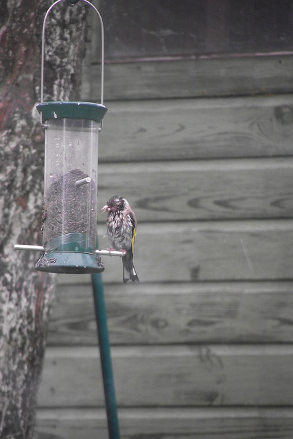 Moulting Goldfinch