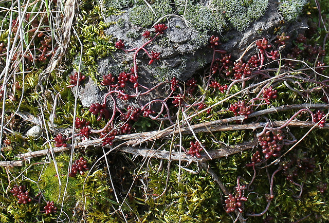 Sedum album et mousses