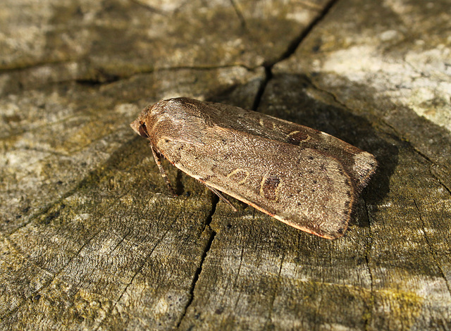 Lesser Yellow Underwing