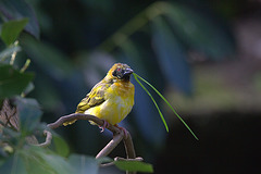 Southern Masked Weaver