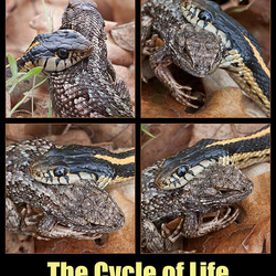 Cycle of Life: Garter Snake vs. Bluebelly Lizard Cycle of Life: Garter Snake vs. Bluebelly Lizard