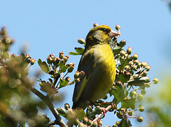 Greenfinch