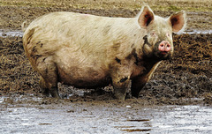 pigs suffolk mud