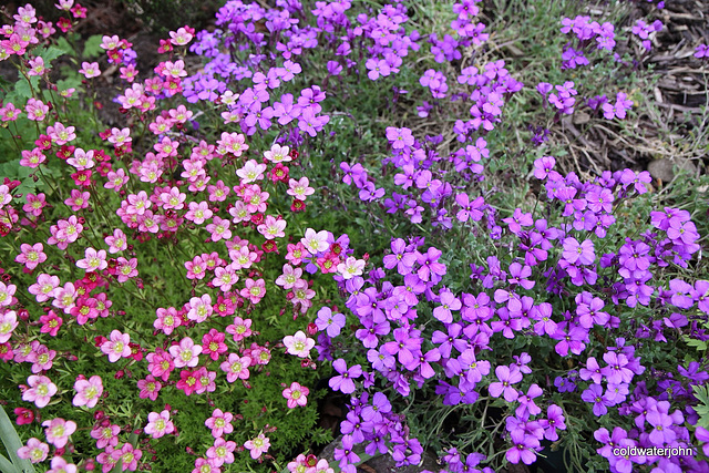 May flowers out today - series
