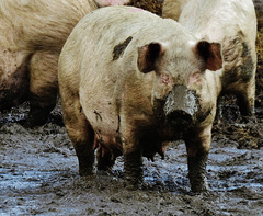pigs suffolk mud (3)