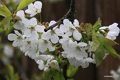 The Bateman Cherry in blossom