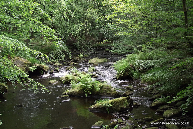 Hardcastle Crags Walk