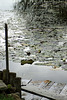 Lily pads by the dock