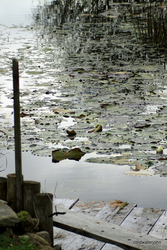 Lily pads by the dock