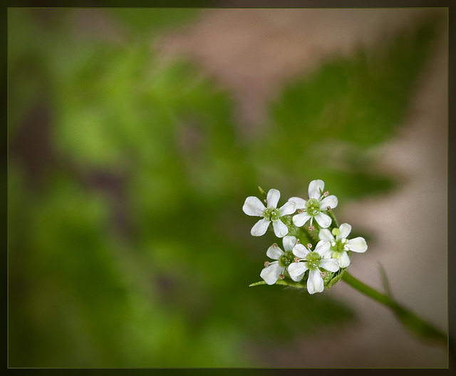 Burr Chervil: the 56th Flower of Spring & Summer!