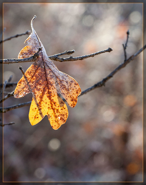 Backlit Oak Leaf Caught on a Twig