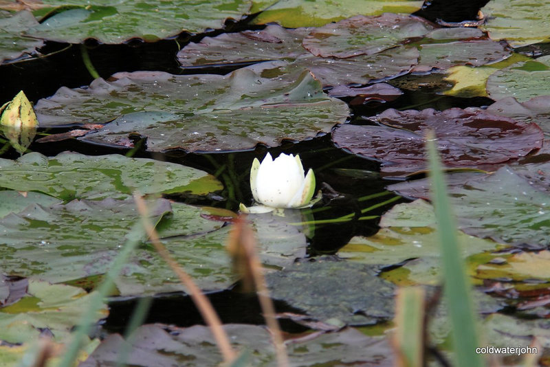The last of the season's water lily flowers