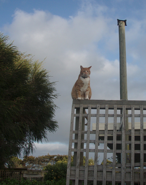 Zetor surveying his domain