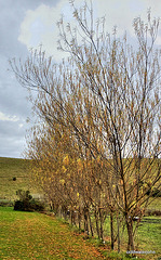 IMG 0955 3 4 tonemapped