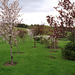 Cherry trees in blossom on the front lawn