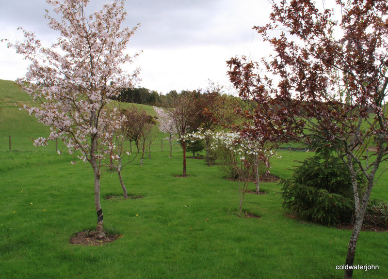 Cherry trees in blossom on the front lawn