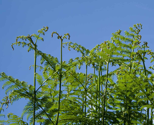 Ferns and a blue sky